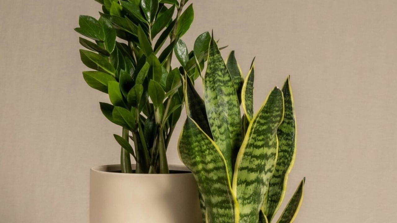 Guia Prático: Como Replantar Zamioculca