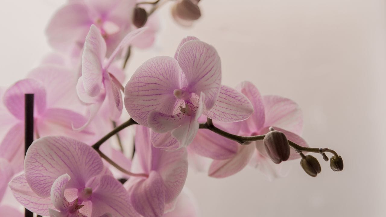 O Que Fortalece as Orquídeas? Dicas para um Cultivo Saudável