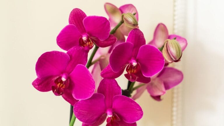O que a orquídea não gosta?