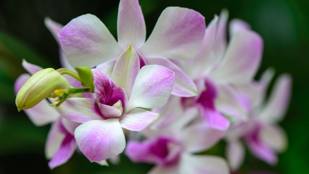 Pode deixar orquídea dentro de casa?